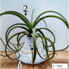 Chân đế / Bình cắm hoa cho cây không khí - Thumbnail 1