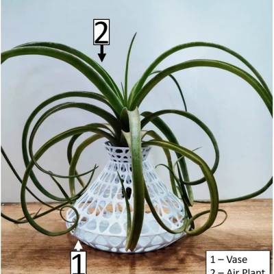 Chân đế / Bình cắm hoa cho cây không khí