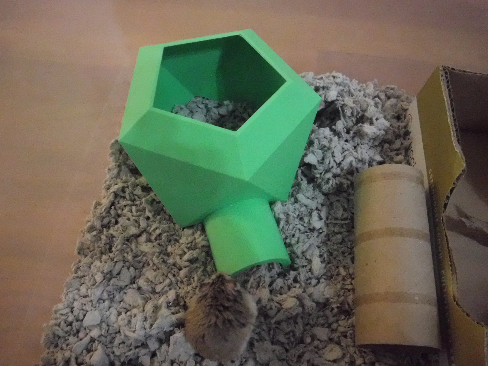 Nhà Hamster
