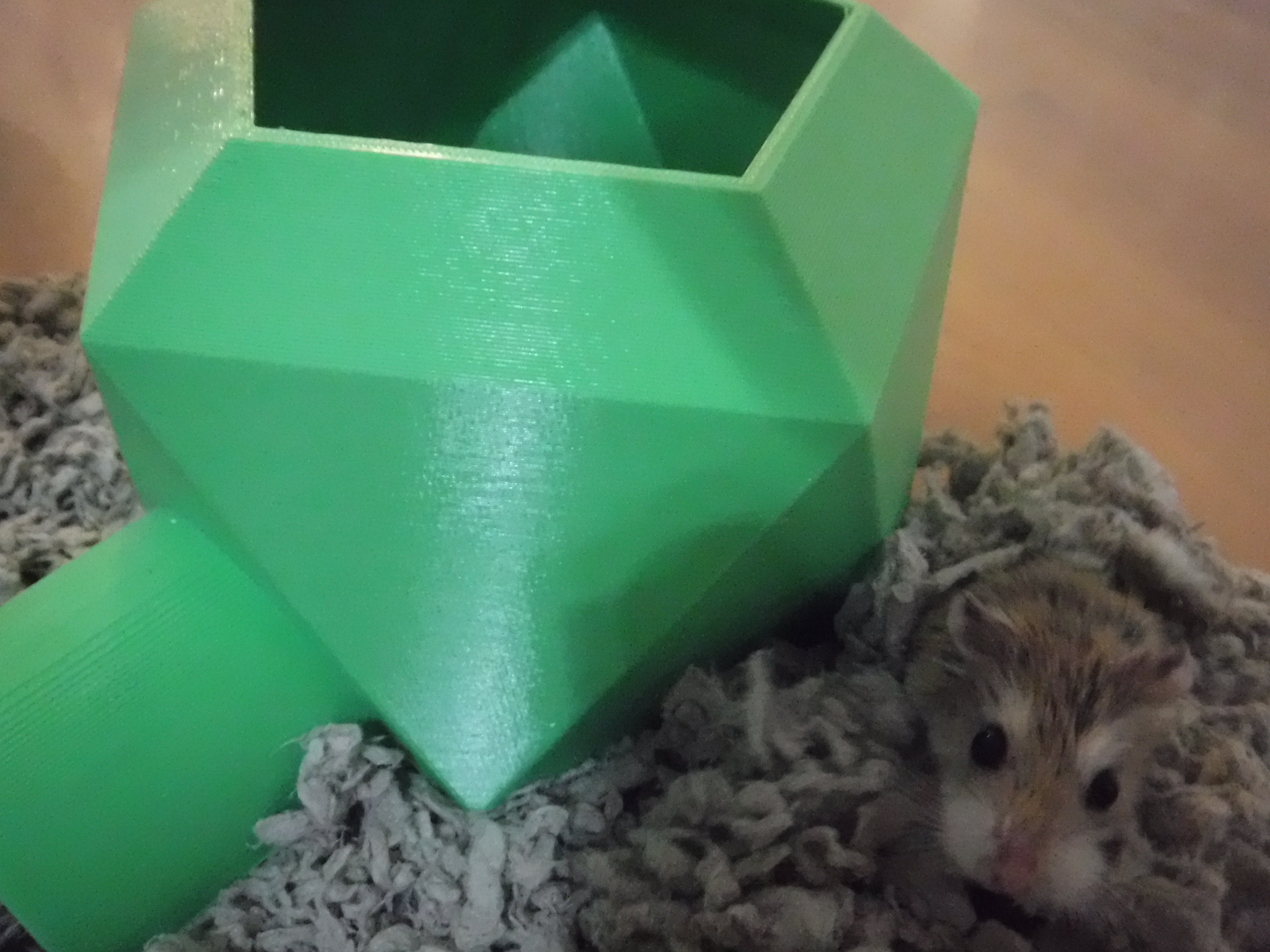 Nhà Hamster