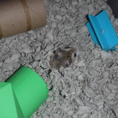 Nhà Hamster