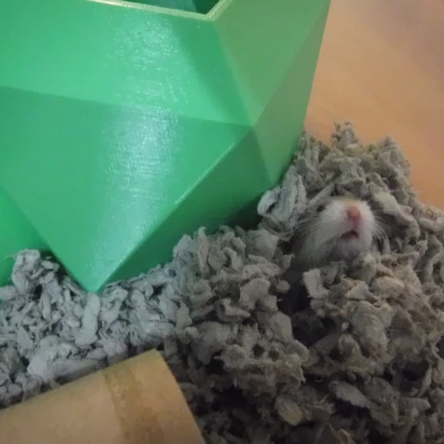 Nhà Hamster