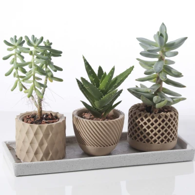 Chậu cây mọng nước hình học hiện đại