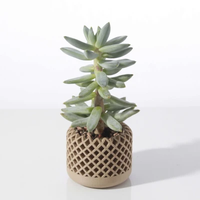 Chậu cây mọng nước hình học hiện đại