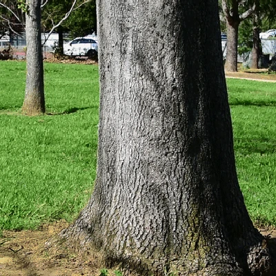 SMILEY - Súng Phun Đạn Xoay Nightingale Magfed