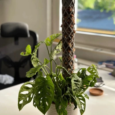 Moos Stab | Cọc Rêu - Tự tưới