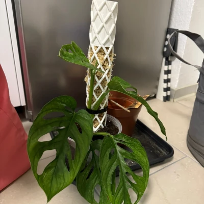 Moos Stab | Cọc Rêu - Tự tưới