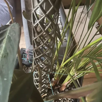 Moos Stab | Cọc Rêu - Tự tưới