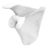 Xương Vai Phải - Mô Hình 3D Dễ In - Thumbnail 1