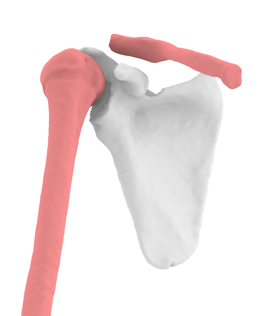 Xương Vai Phải - Mô Hình 3D Dễ In