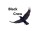 BlackCrowRockyTop