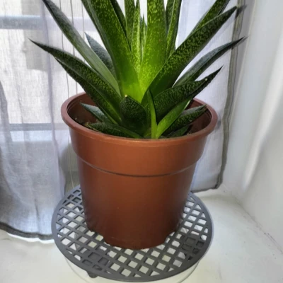 Đế Thoát Nước Chậu Cây (Planter Pot Drain)