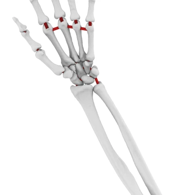 Mô Hình Cánh Tay Dưới Linh Hoạt Kích Thước Thật