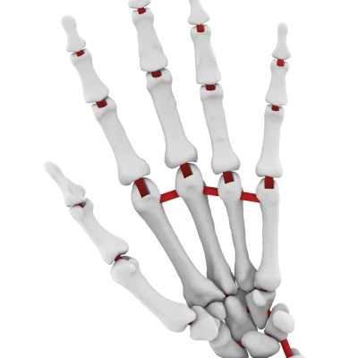 Mô Hình Cánh Tay Dưới Linh Hoạt Kích Thước Thật