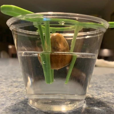 Dụng Cụ Ươm Hạt Bơ