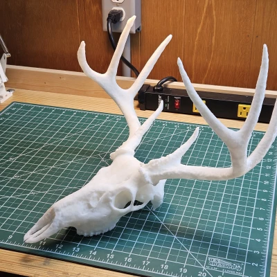 Hộp Sọ Hươu Trắng