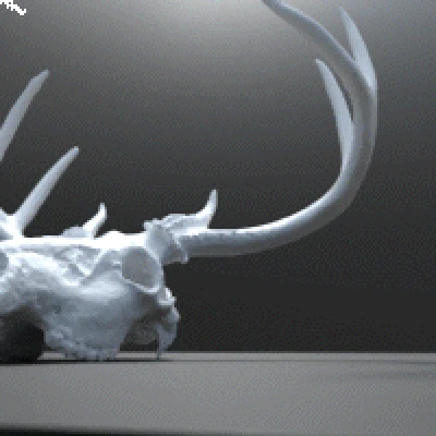 Hộp Sọ Hươu Trắng