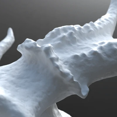 Hộp Sọ Hươu Trắng