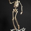Mô hình Bộ xương Người có thể tạo dáng - Tỷ lệ 1/10 - Thumbnail 1