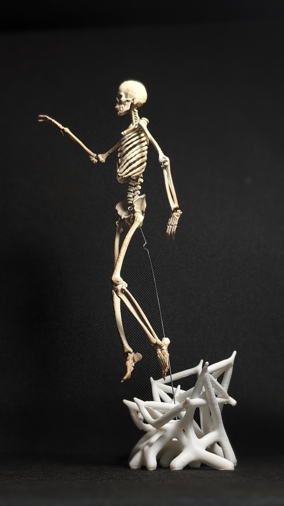Mô hình Bộ xương Người có thể tạo dáng - Tỷ lệ 1/10