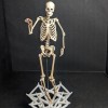 Mô hình Bộ xương Người có thể tạo dáng - Tỷ lệ 1/10 - Thumbnail 5