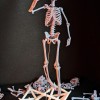 Mô hình Bộ xương Người có thể tạo dáng - Tỷ lệ 1/10 - Thumbnail 8