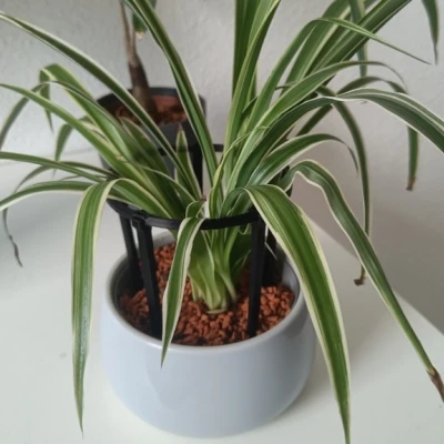 Giá Đỡ Cây Cảnh