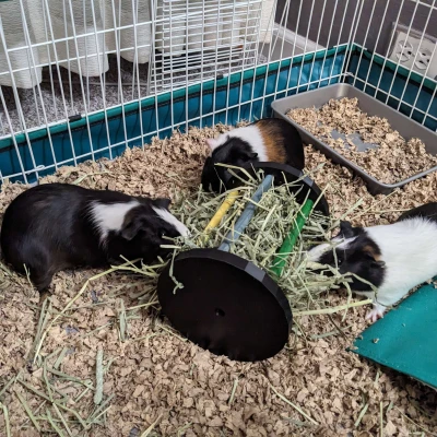 Khay Cỏ Khô Cho Thú Cưng Nhỏ