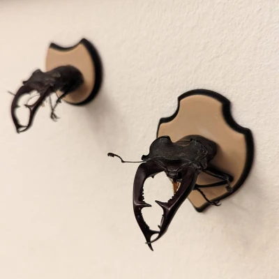 Khiên Cúp Cho Bọ Hung