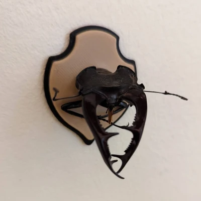 Khiên Cúp Cho Bọ Hung