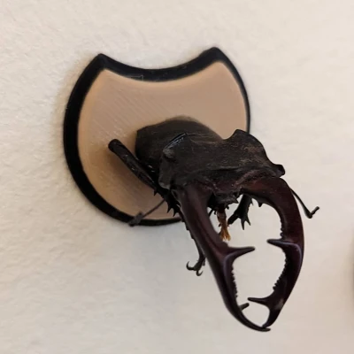 Khiên Cúp Cho Bọ Hung