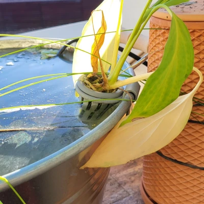 Chậu Trồng Cây Thủy Sinh Cho Hồ Cá Tinc Tub