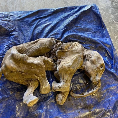 Mô Hình Tê Giác 3D: Nun Cho ga