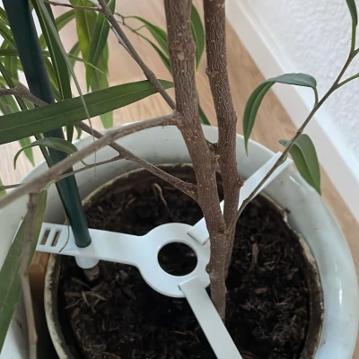 Chân Cố Định Cọc Chống Cây