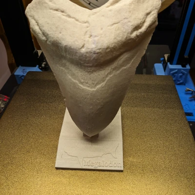 Răng Megalodon / Megalodon Zahn