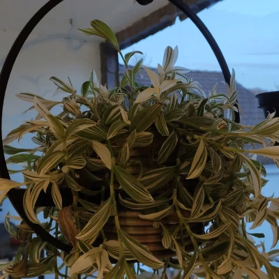 Chậu Treo Cây Cỡ Lớn