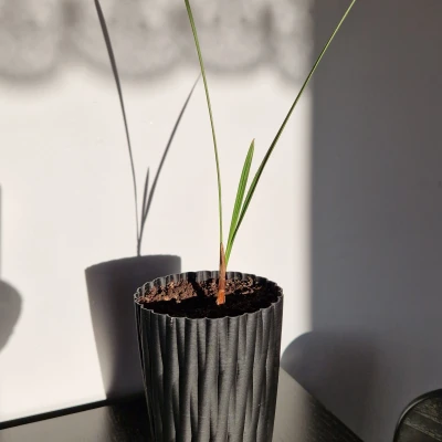 Chậu hoa cao cho cây dừa