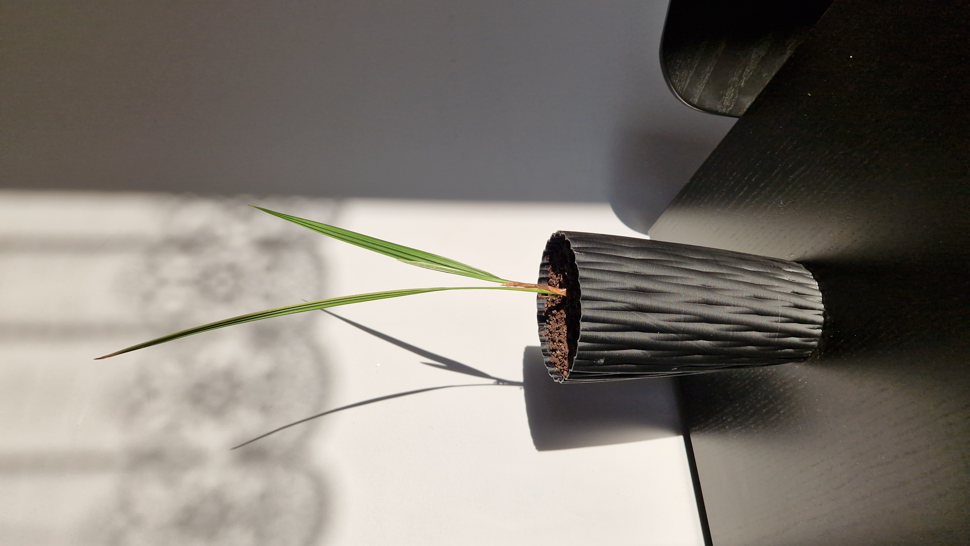 Chậu hoa cao cho cây dừa