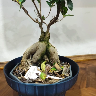 Chân Đế Chậu Cây Porta Vaso - Chỗ Để Chậu Cây