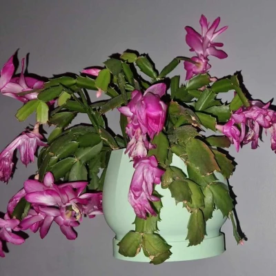 Chậu Hoa Treo Tường Hangin_flowerpot