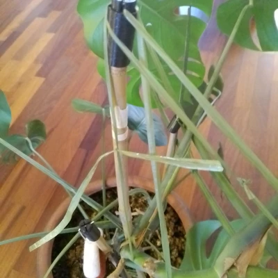 Nắp chụp cho cây chống đỡ đặt trên cọc tre