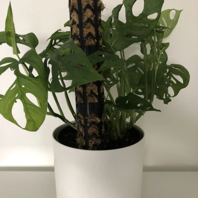 Cọc rêu / Giá đỡ leo cây (thiết kế dạng module)