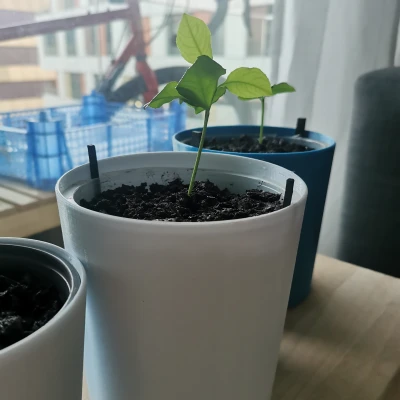 Chậu Cây | Chậu Trồng Cây