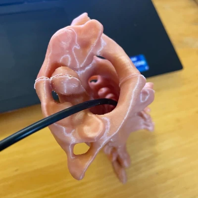 Cột sống cổ (C1 đến C7)