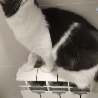 Tấm chắn bảo vệ ngón chân mèo cho máy sưởi