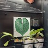 Tranh 3D - Chậu cây Ikea - Trang trí tường - Philodendron - Rudsta - Lỗ nam châm - Thumbnail 1