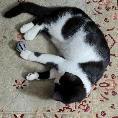 Đồ Chơi Mèo - Trái Banh Trong Trái Banh