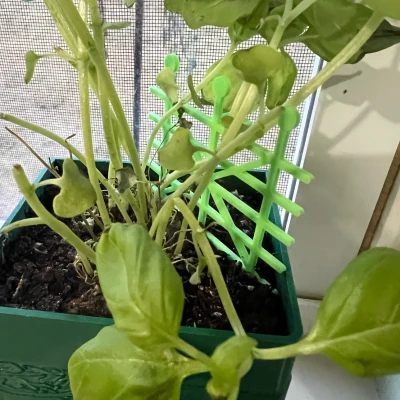 Giàn Leo Mini Cho Chậu Cây