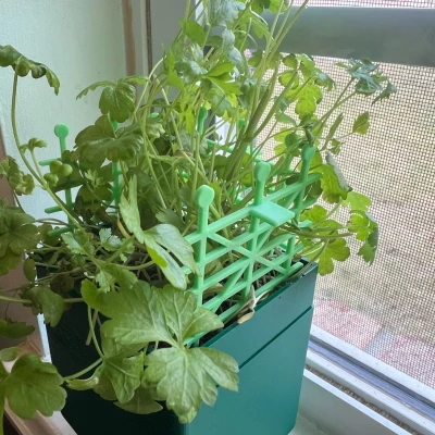 Giàn Leo Mini Cho Chậu Cây