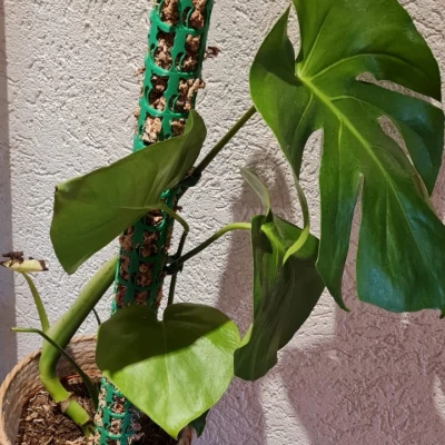 Dụng Cụ Hỗ Trợ Leo Cây